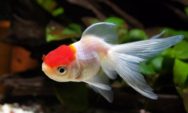 5毛一條小金魚的壽命 普通小金魚壽命