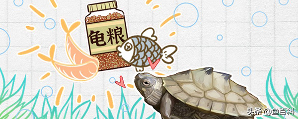 野生烏龜吃什麼食物 烏龜的食物有哪些
