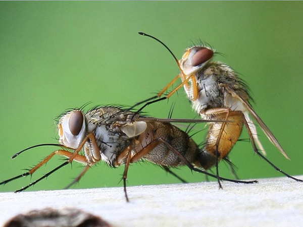 蒼蠅的壽命是多少天 一隻蒼蠅能活多少天