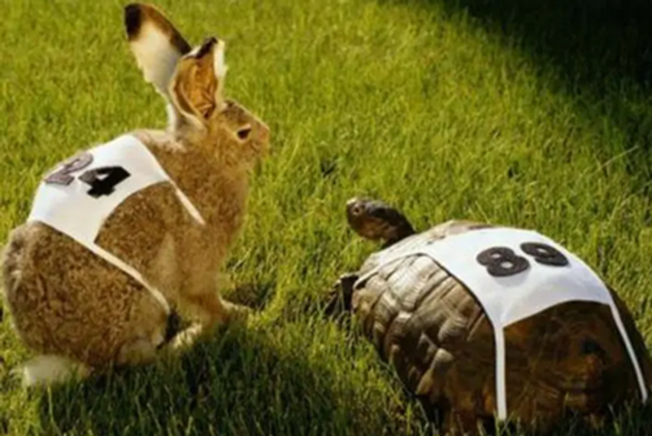 兔子的壽命有多長 兔子能活多少歲
