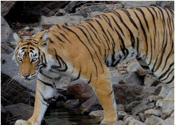 老虎的壽命最長多少年 老虎的壽命是多長