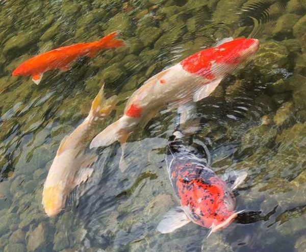 魚是什麼動物類型 魚屬於哪類動物