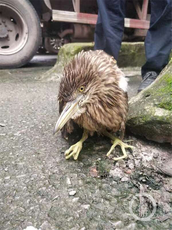 夜鷺是幾級保護動物 夜鷺可以吃不