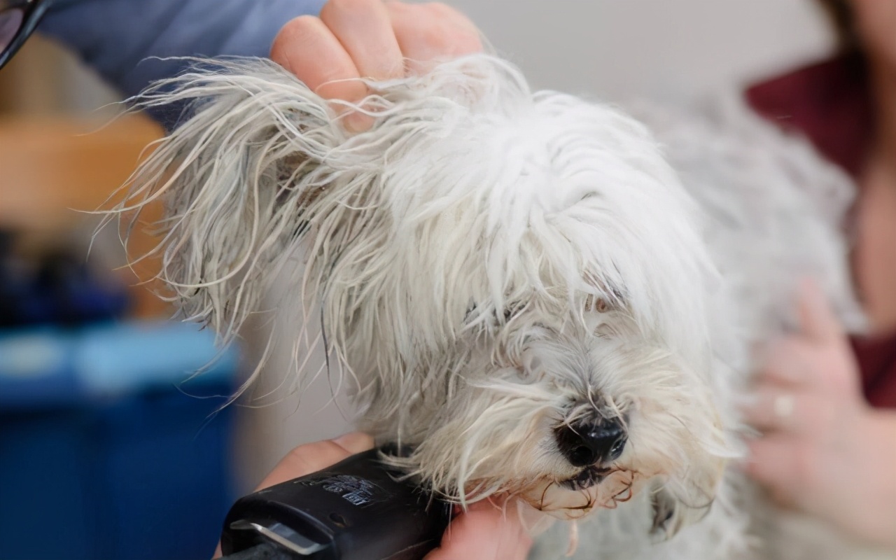 狗狗缺鈣的癥狀 三個月幼犬急性缺鈣有哪些表現