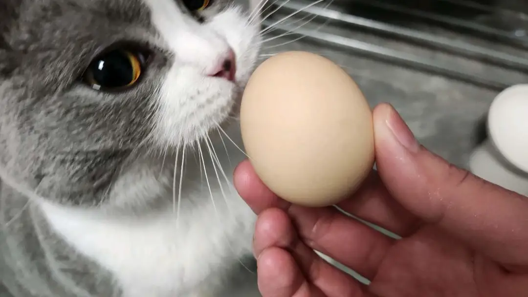 貓咪可以吃蛋黃嗎 兩個月的貓吃蛋黃的正確方法