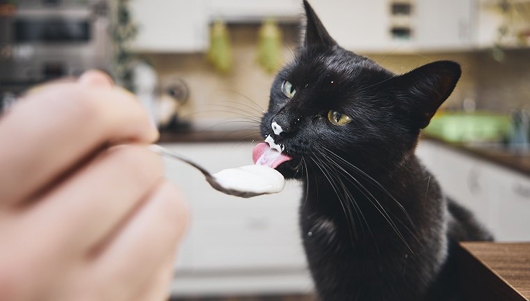 小貓咪可以喝酸奶嗎 藍貓幼年一天喝多少酸奶合適