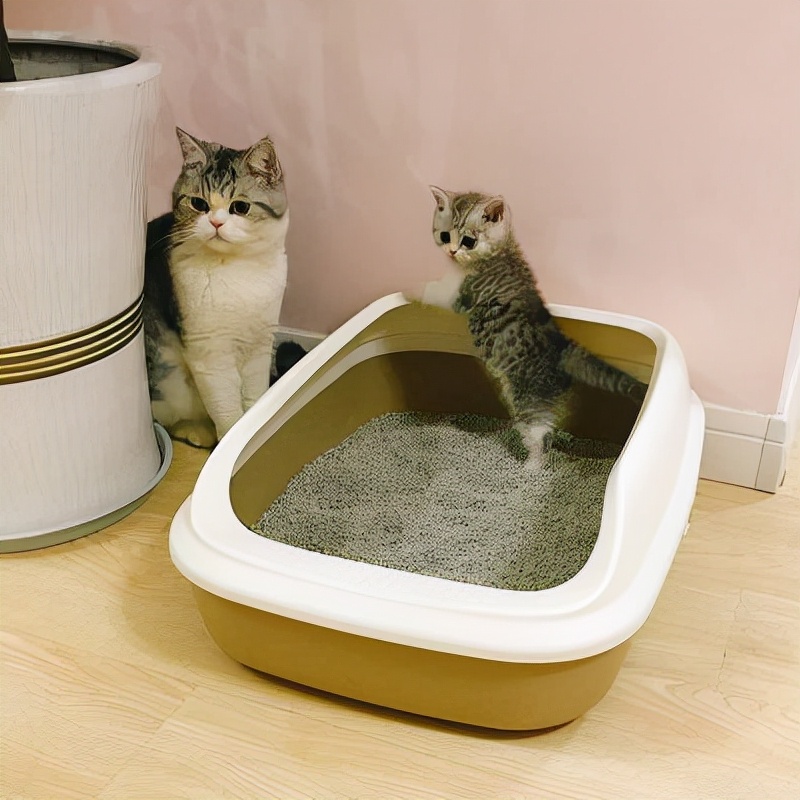 貓咪亂尿是什麼原因 貓咪經常隨便亂撒尿怎麼解決
