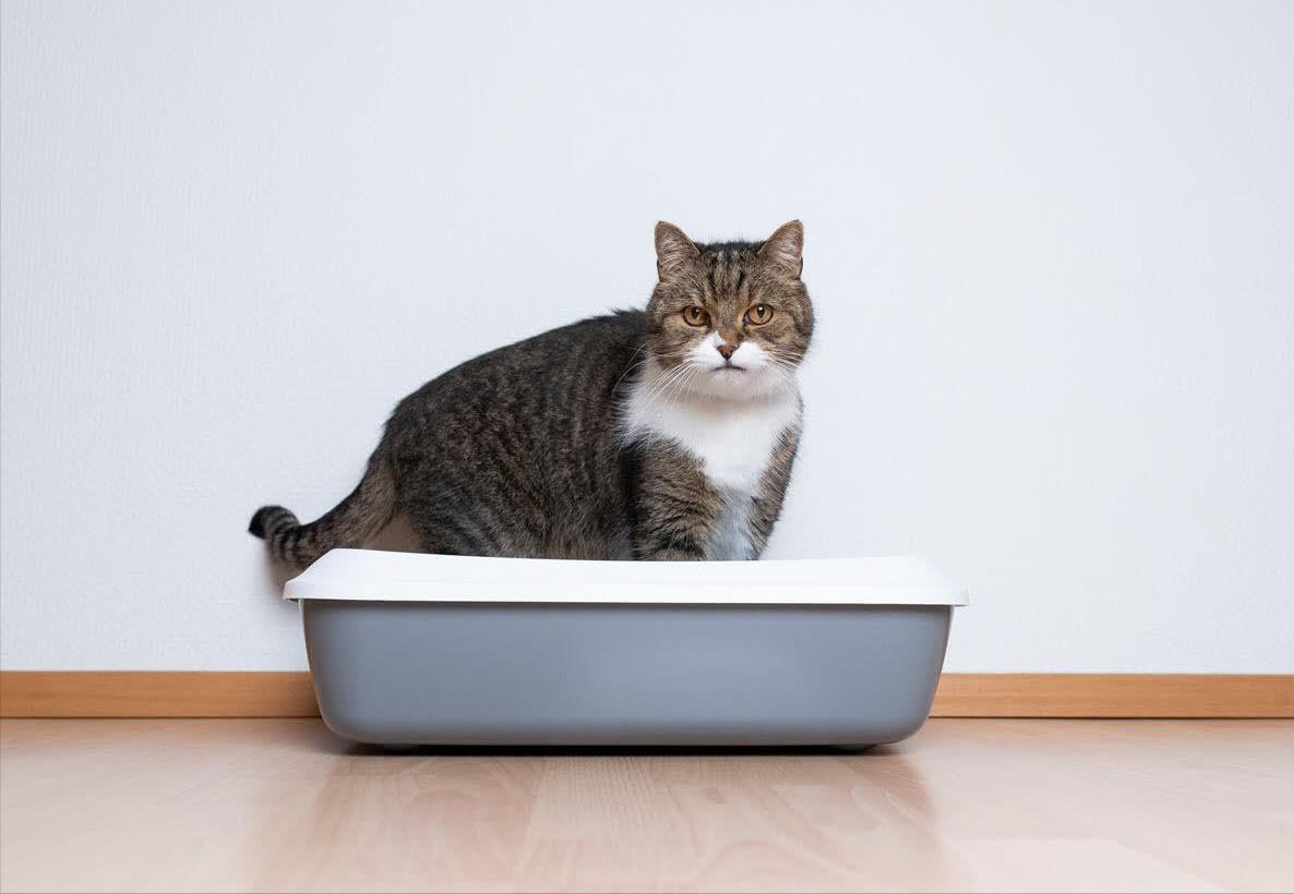 貓咪亂尿是什麼原因 貓咪經常隨便亂撒尿怎麼解決