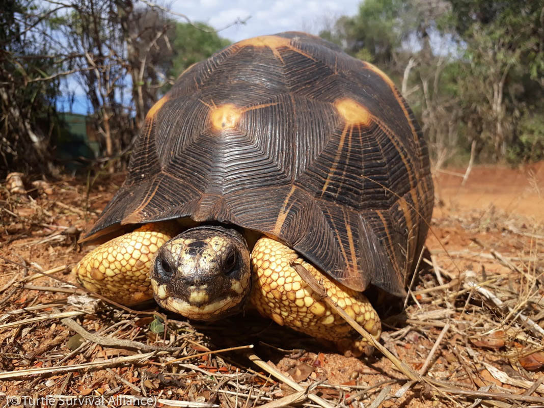 世界上最稀有的動物排名 全球7種最珍稀的動物