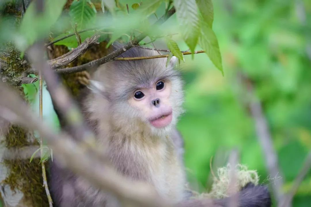 世界上最稀有的動物排名 全球7種最珍稀的動物