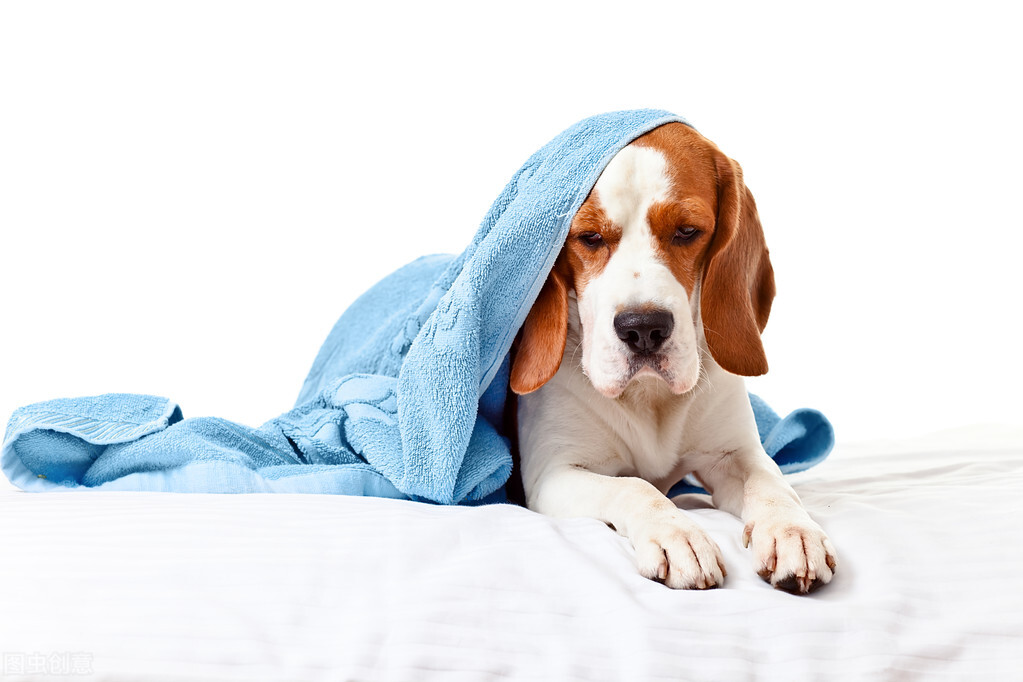 狗狗感冒能自愈嗎 兩個月幼犬感冒吃什麼藥好得快