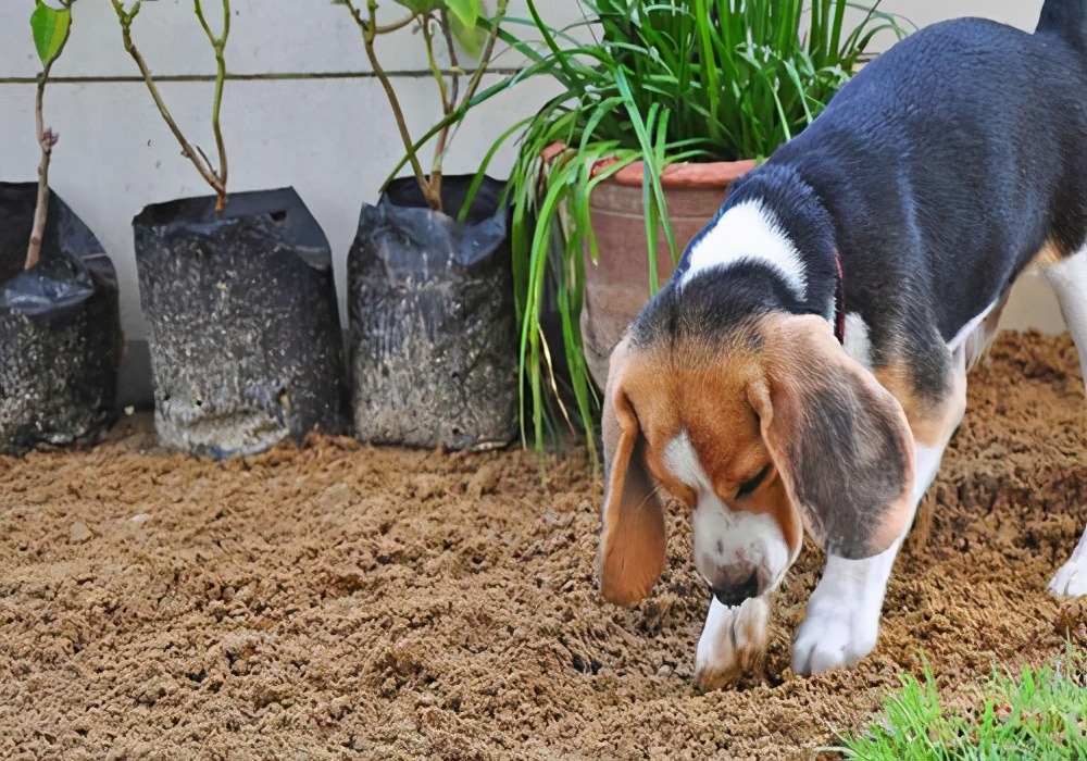 狗狗吃土是怎麼回事 狗崽總是吃土的最快解決方法