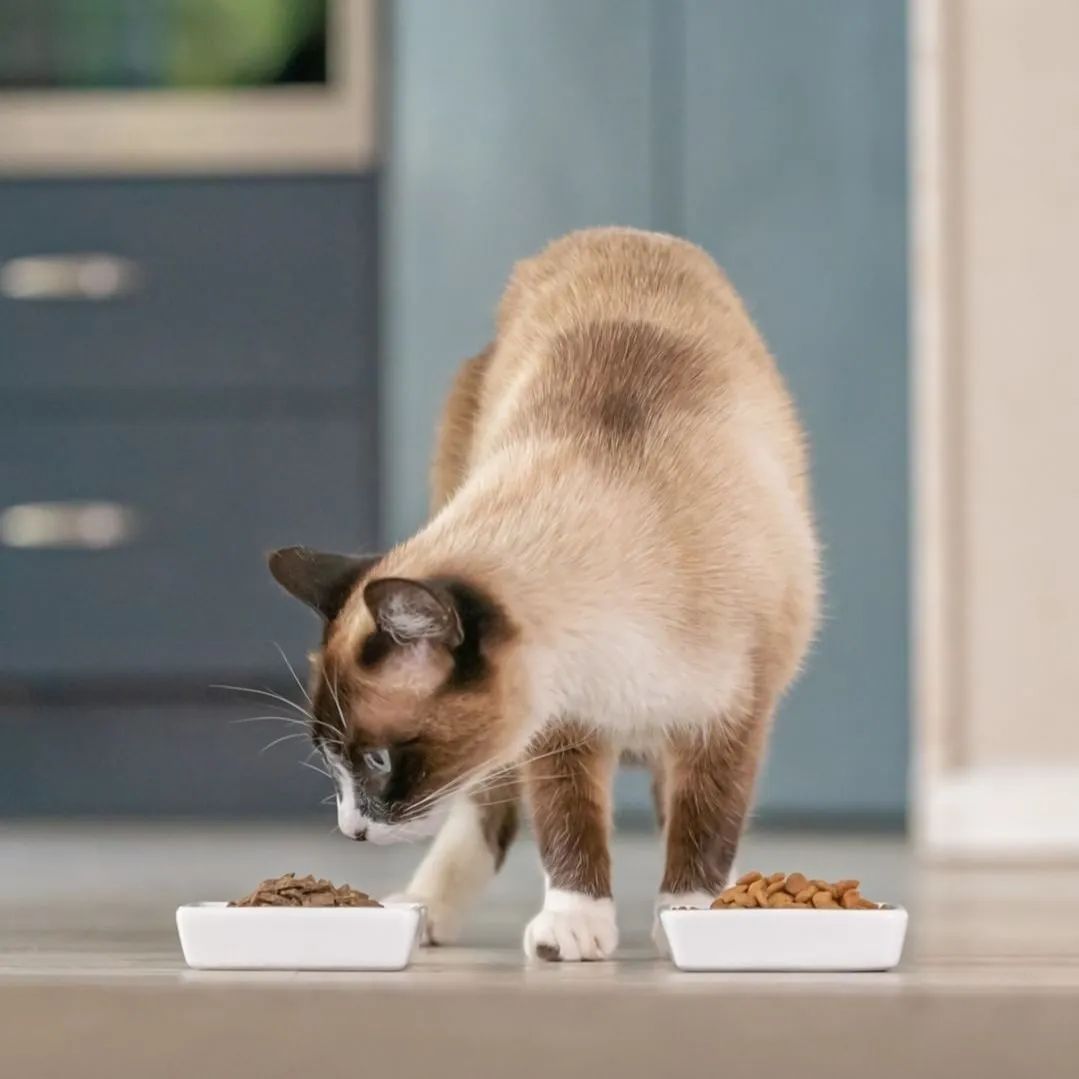 貓咪一天吃幾頓飯最好 成年寵物貓一頓吃多少貓糧