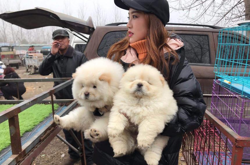 女士養公犬的目的 女人喜歡養大型公狗的真實目的