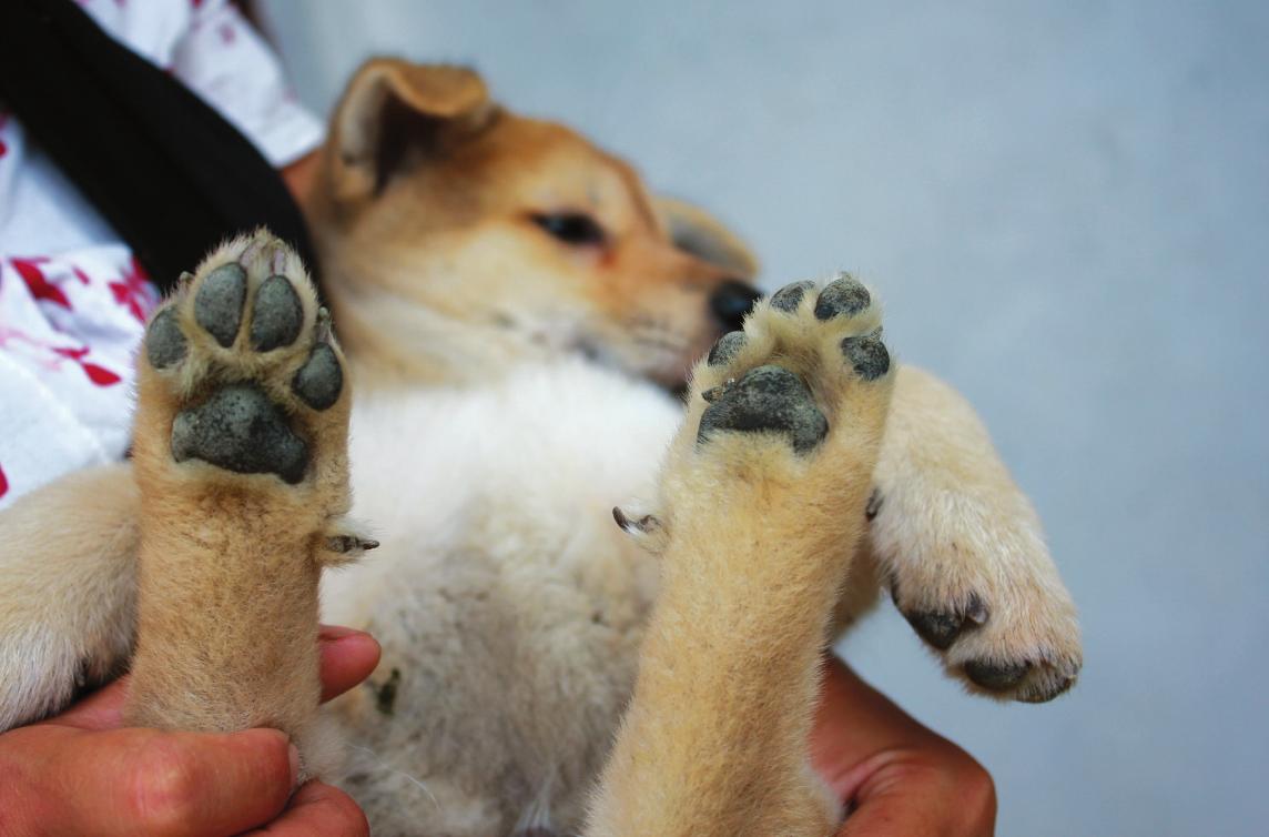 女士養公犬的目的 女人喜歡養大型公狗的真實目的