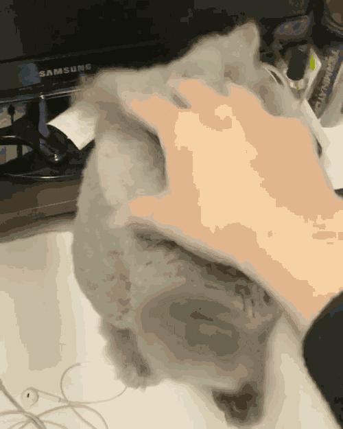 虐貓時為什麼貓不反抗 貓咪經常被暴打後果有多嚴重