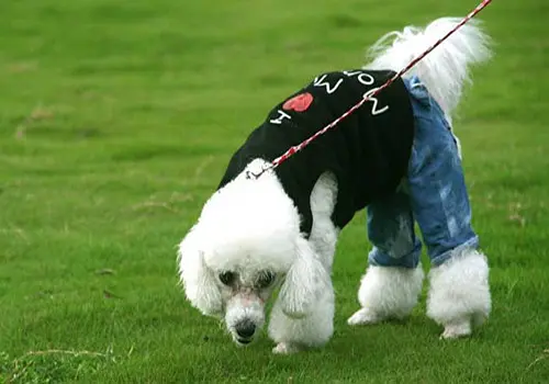 狗狗驅蟲後多久可以洗澡 幼犬體外驅蟲做完幾天可以洗澡