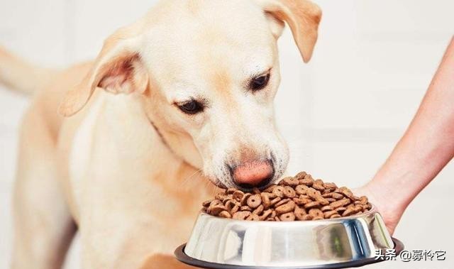狗經常嘔吐是怎麼回事啊 狗老是不吃東西吐白沫的原因