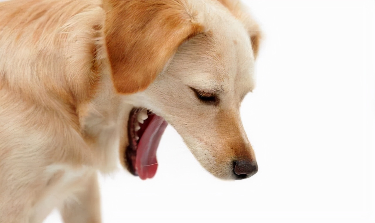寵物狗嘔吐是什麼原因 狗狗無故嘔吐黃色粘液怎麼回事