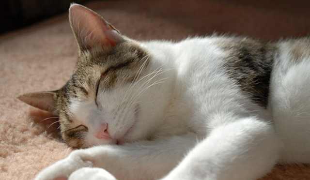貓的睡姿看信任 通過貓咪睡姿看出貓對傢的信任程度