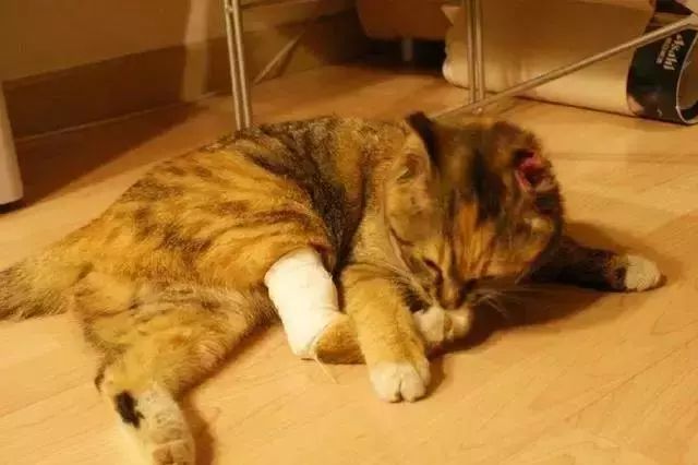 貓骨折瞭會自愈嗎 貓咪腿斷瞭要多久能自我恢復嗎