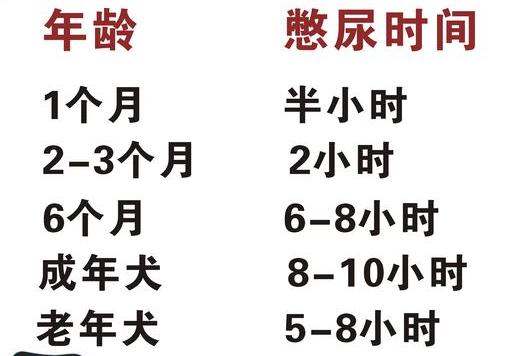 狗狗一天尿兩次難受嗎 狗憋一天尿會不會生病