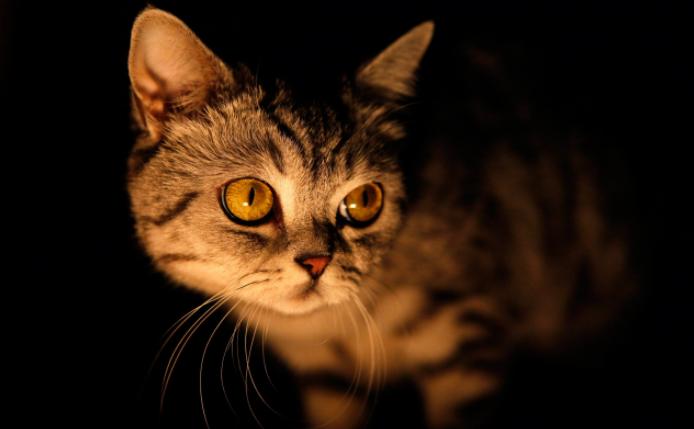 貓在晚上嚎叫為什麼 公貓深夜一直叫喚是什麼原因