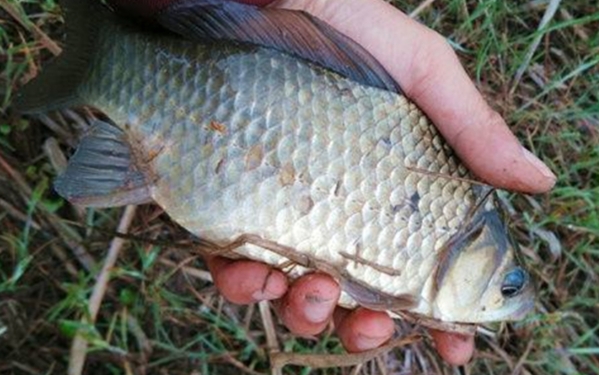 下雨天釣魚好不好釣 下雨釣魚釣遠還是釣近