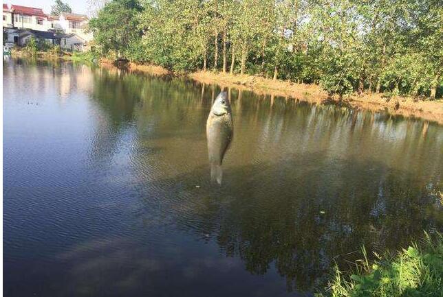 陰天釣魚釣深還是釣淺 陰天釣魚釣多深