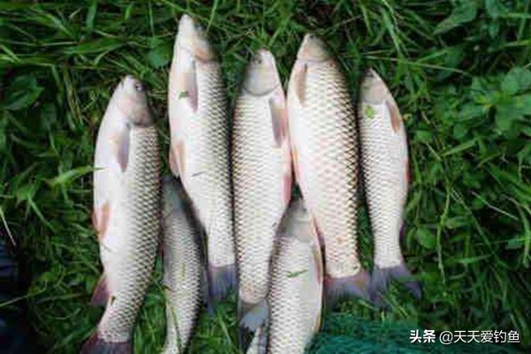 谷雨釣魚技巧 釣魚怎麼調漂和找底