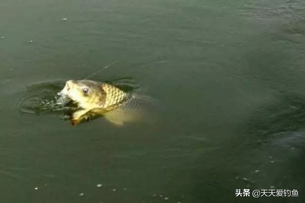 釣魚餌料配方大全 野釣自制拉餌怎麼調配