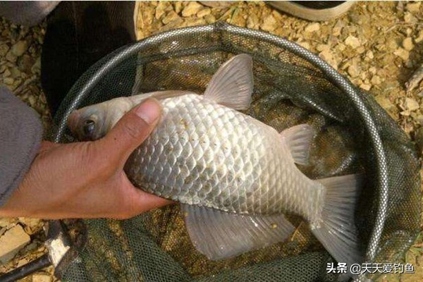 釣魚餌料配方大全 野釣自制拉餌怎麼調配