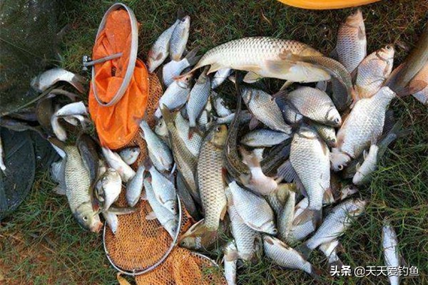 丁香油釣魚 什麼季節用丁香油釣魚