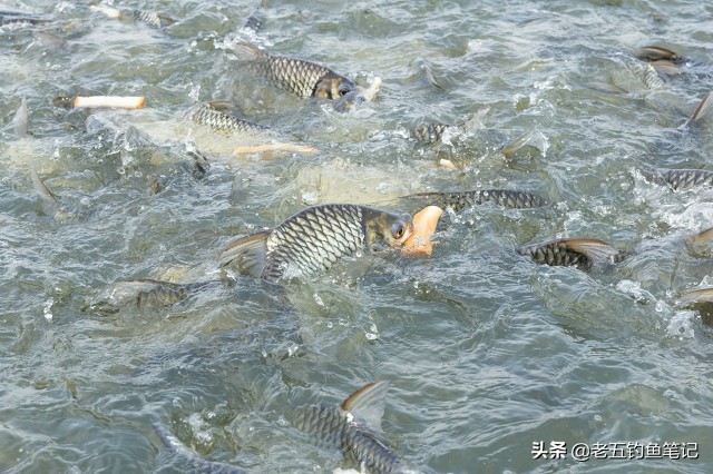 釣魚最好的魚餌 野釣怎麼配魚餌料最佳