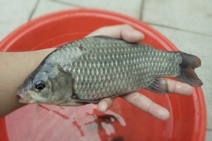 蚯蚓如何釣魚 蚯蚓釣魚的技巧和方法