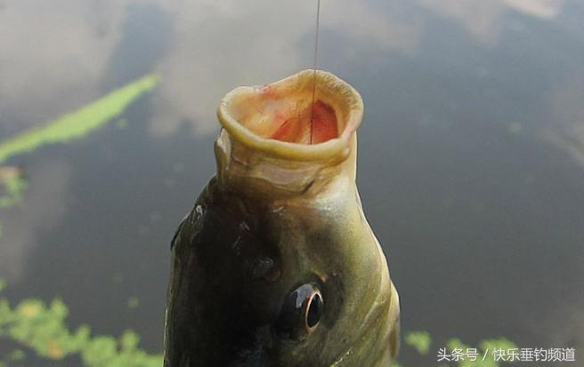 初冬釣鯽魚怎麼選位 冬季野釣鯽魚技巧