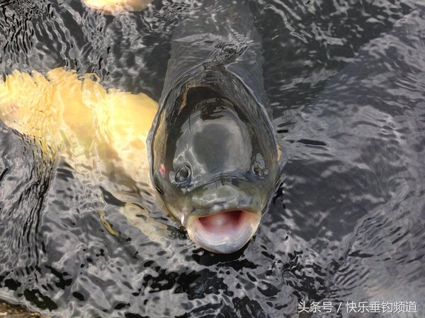 初冬釣鯽魚怎麼選位 冬季野釣鯽魚技巧