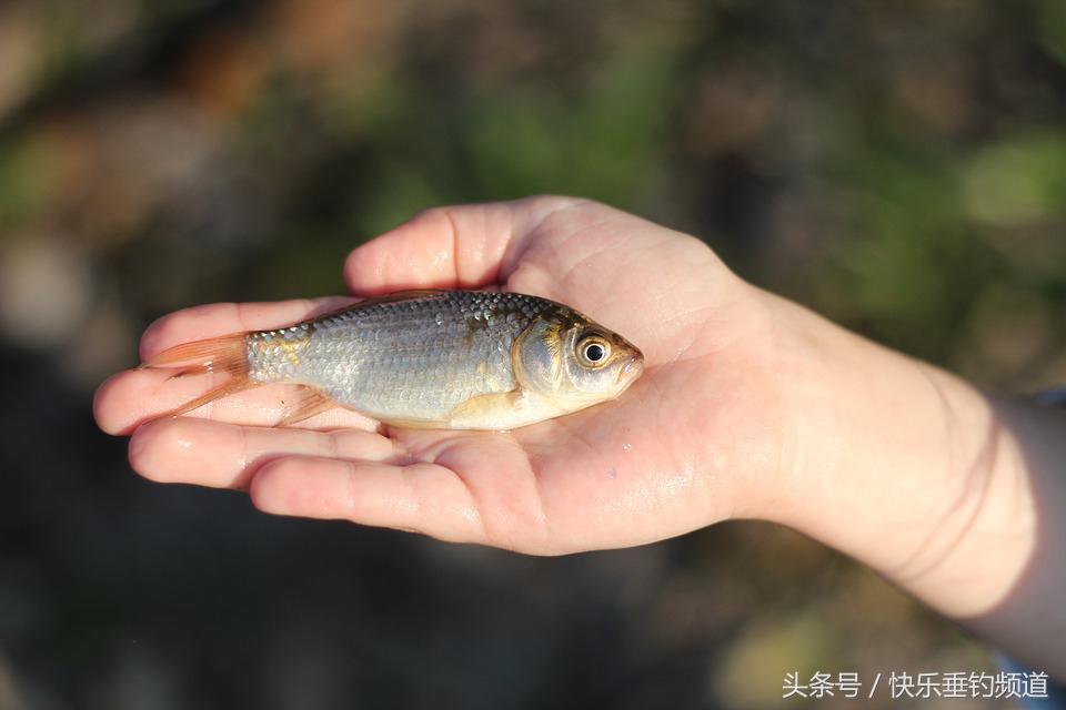 初冬釣鯽魚怎麼選位 冬季野釣鯽魚技巧