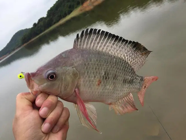 非洲鯽魚是羅非魚嗎 羅非魚又叫什麼魚