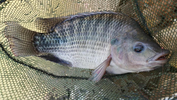 非洲鯽魚是羅非魚嗎 羅非魚又叫什麼魚