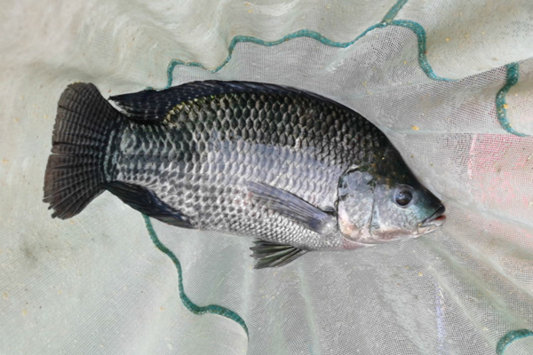 非洲鯽魚是羅非魚嗎 羅非魚又叫什麼魚