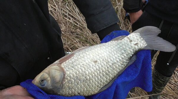 野釣鯽魚打窩技巧 野釣鯽魚最佳配方