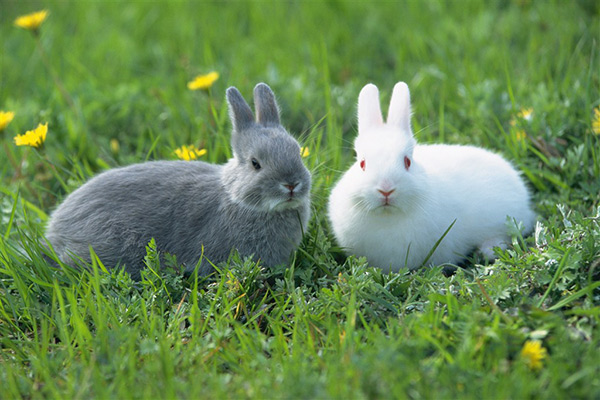 兔子是雜食動物嗎 兔子能吃什麼