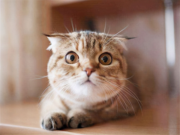 折耳貓能活多久 折耳貓能活到幾歲