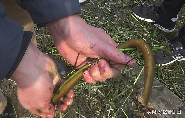 黃鱔最愛吃什麼食物 什麼誘餌最好