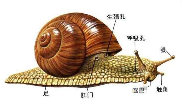 蝸牛的壽命一般有多長 蝸牛生命周期多久
