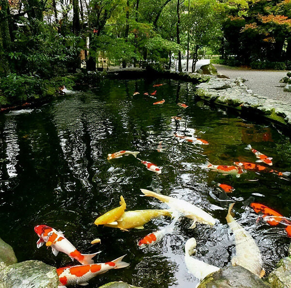 錦鯉的壽命一般是多少年 錦鯉魚壽命幾年