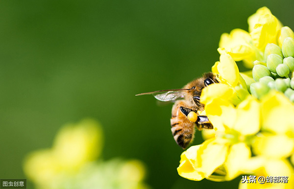 蜜蜂壽命最多有多長時間 蜜蜂一般活多久