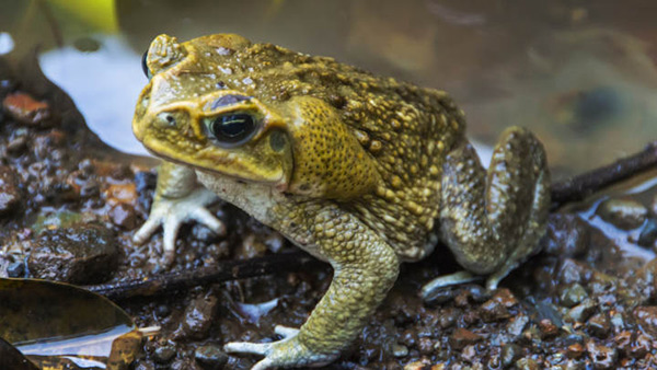吃野生石蛙有什麼禁忌 吃野生石蛙會中毒死人嗎