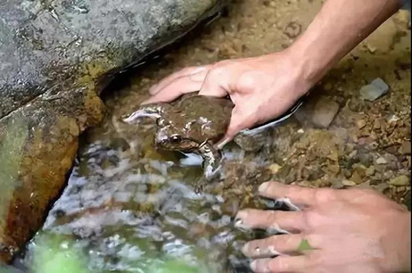 石蛙是二級保護動物嗎 石蛙是不是保護動物